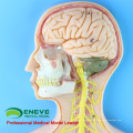 BRAIN19 (12417) Nervensystemmodell, menschlicher Simulator (medizinisches Modell, anatomisches Modell)